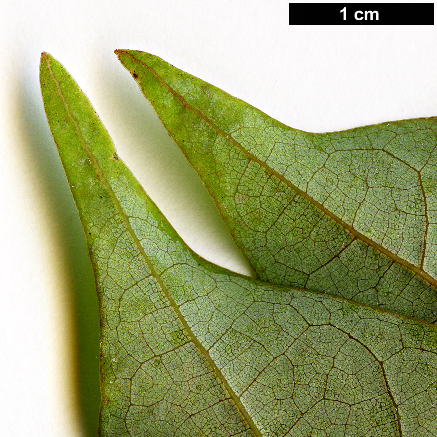 High resolution image: Family: Lauraceae - Genus: Nothaphoebe - Taxon: cavaleriei